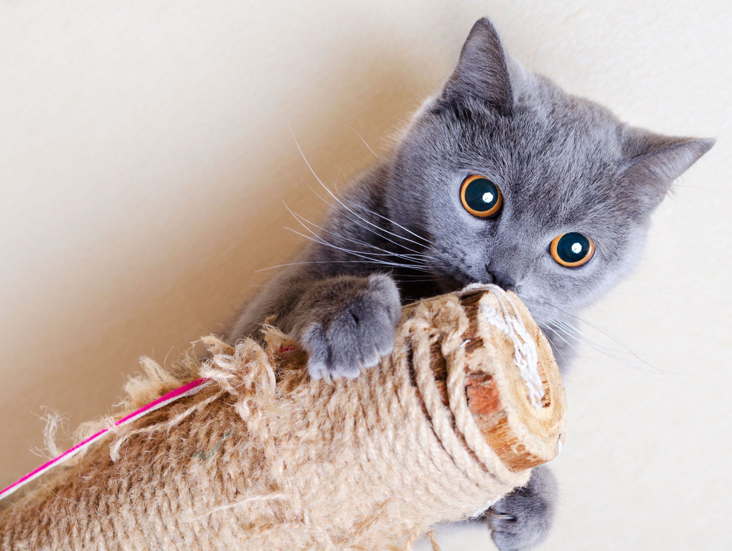 Lee más sobre el artículo Rascadores para gatos: ¿Qué tener en cuenta?